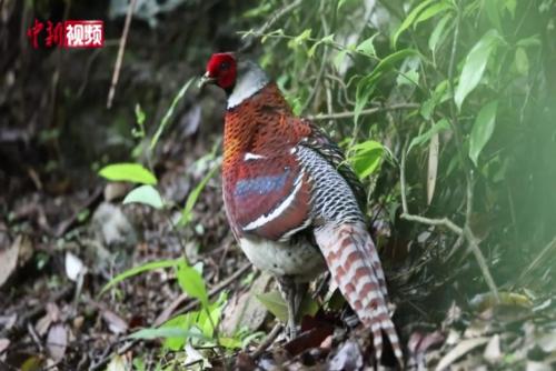  National Treasure White necked Long tailed Pheasant Appears in Lishui, Zhejiang Province