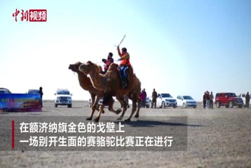 内蒙古戈壁上演骆驼版“速度与激情”
