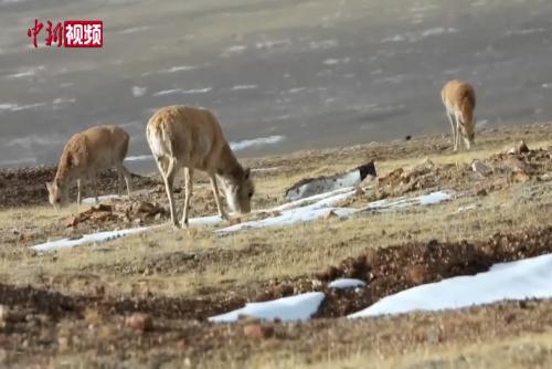 可可西里藏羚羊开启2024年度迁徙产仔季