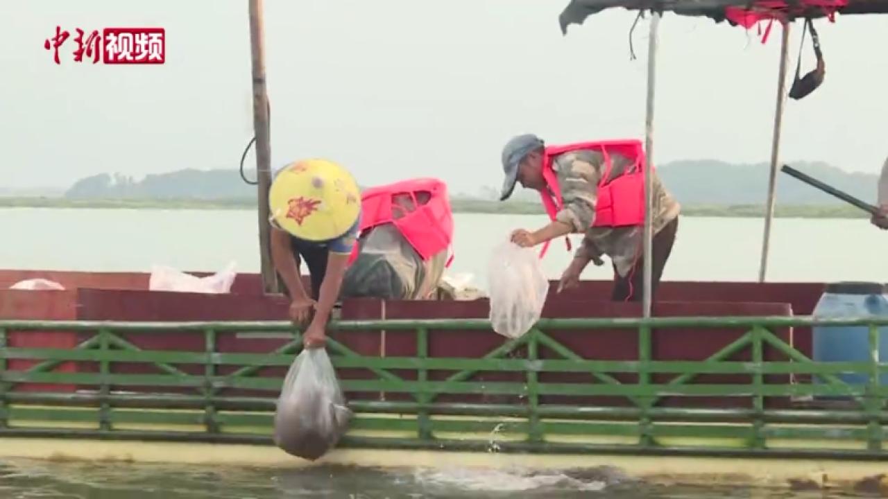中越联合举行2024年北部湾渔业资源增殖放流活动