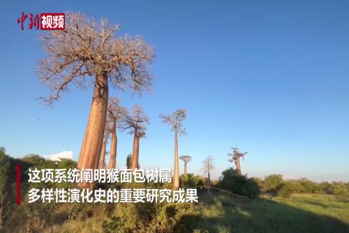 “生命之树”如何演化？中国科学家领衔揭秘猴面包树“前世今生”
