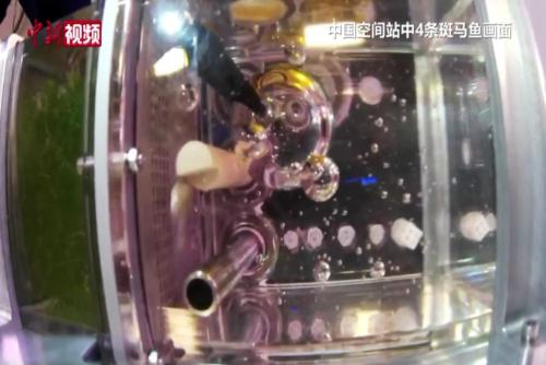 中国空间站上4条斑马鱼怎么样了？科学家称目前状态良好