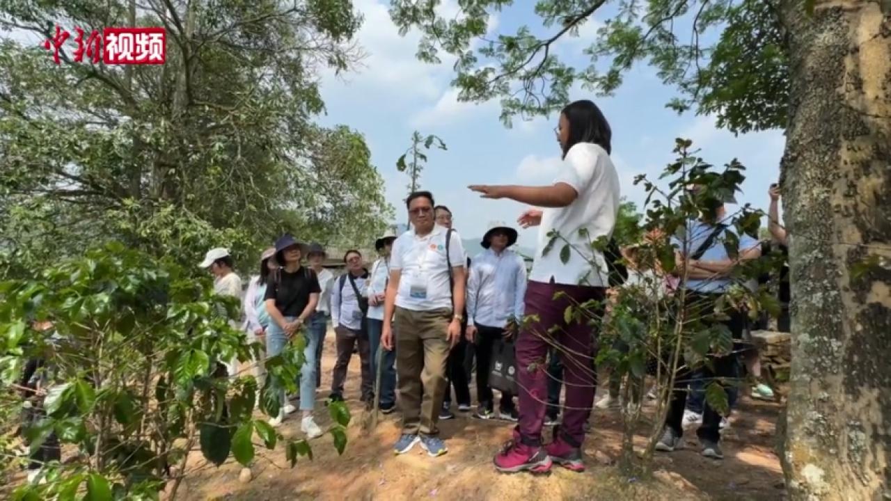  Taking coffee as the link, Lancang Mekong countries jointly explore new low-carbon paths