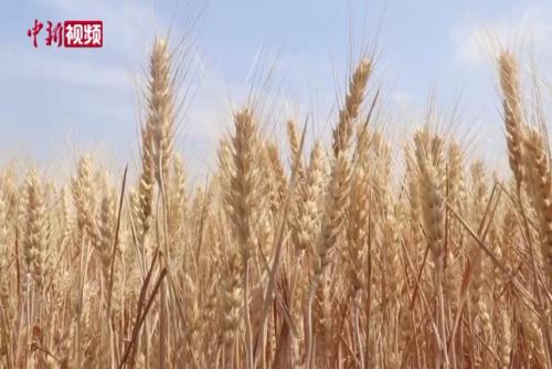 山西闻喜：51.2万亩小麦开镰