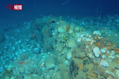 南海西北陆坡一号二号沉船分布范围已探明 提取文物928件套