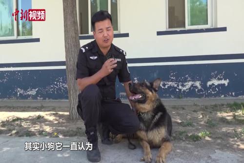 探访警犬训练基地  训导员：早晨五点警犬就起床开始上班