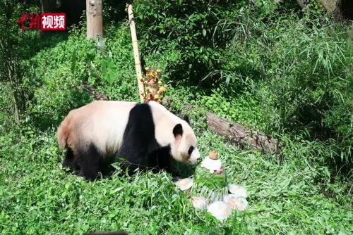 云南昆明：大熊猫“毛竹”迎来10岁生日