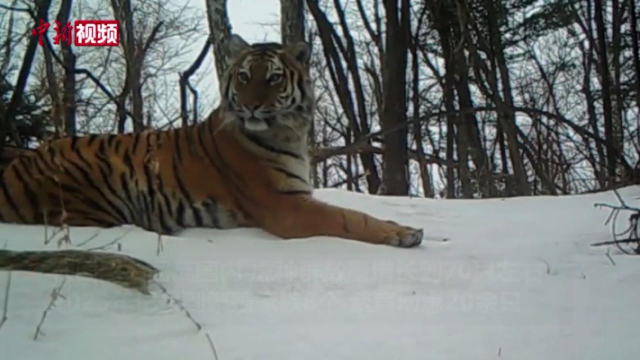 中國虎野生種羣數量恢復性增長