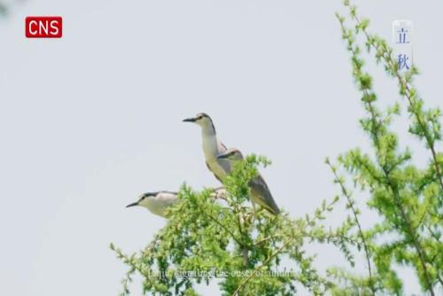 Seasons Through Birds' Eyes | Liqiu