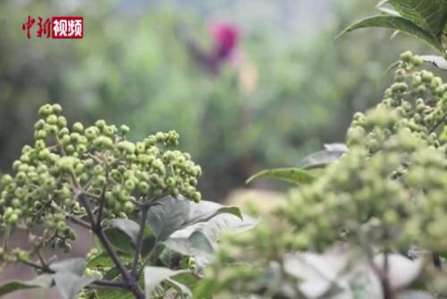 廣西吳茱萸迎采摘季 小草藥帶動農(nóng)民致富