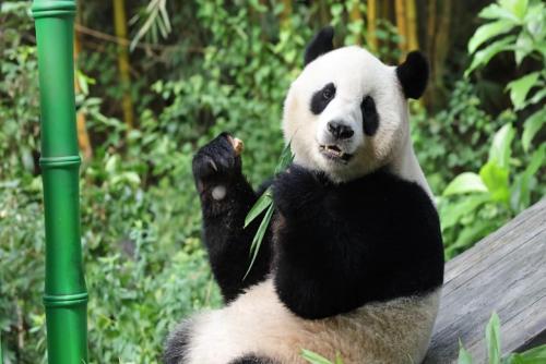 See how cozy a panda is when it enjoys a feast