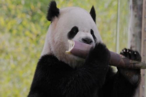 Washington welcomes two new giant pandas