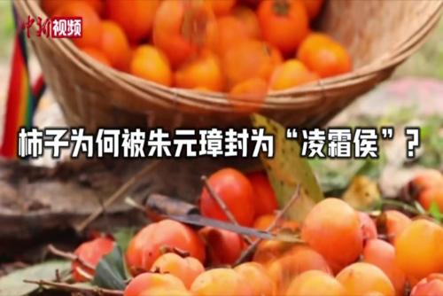 霜降節(jié)氣：柿子為何被朱元璋封為“凌霜侯”？