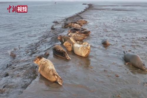 “海上大熊猫”入住辽河口