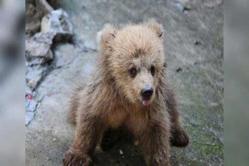 Meet 'scrawled' little bear Jun Jun at Shanghai Zoo