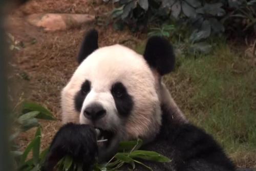 Giant pandas An An, Ke Ke debut to media at Ocean Park Hong Kong