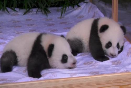 Zoo Berlin unveils names for baby panda twins