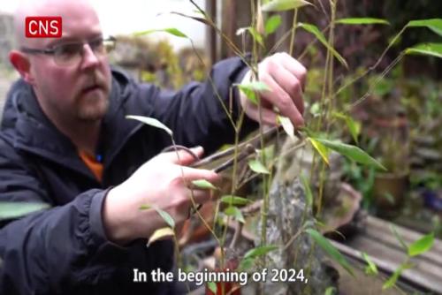 Enduring passion of Canadian artist for Chinese bonsai