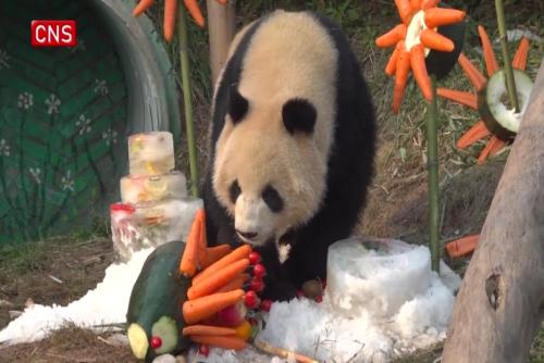 Giant panda enjoys snow in southwest China