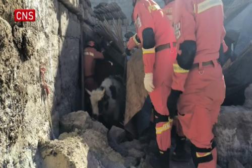 Buried animals rescued in quake-hit area in China's Xizang