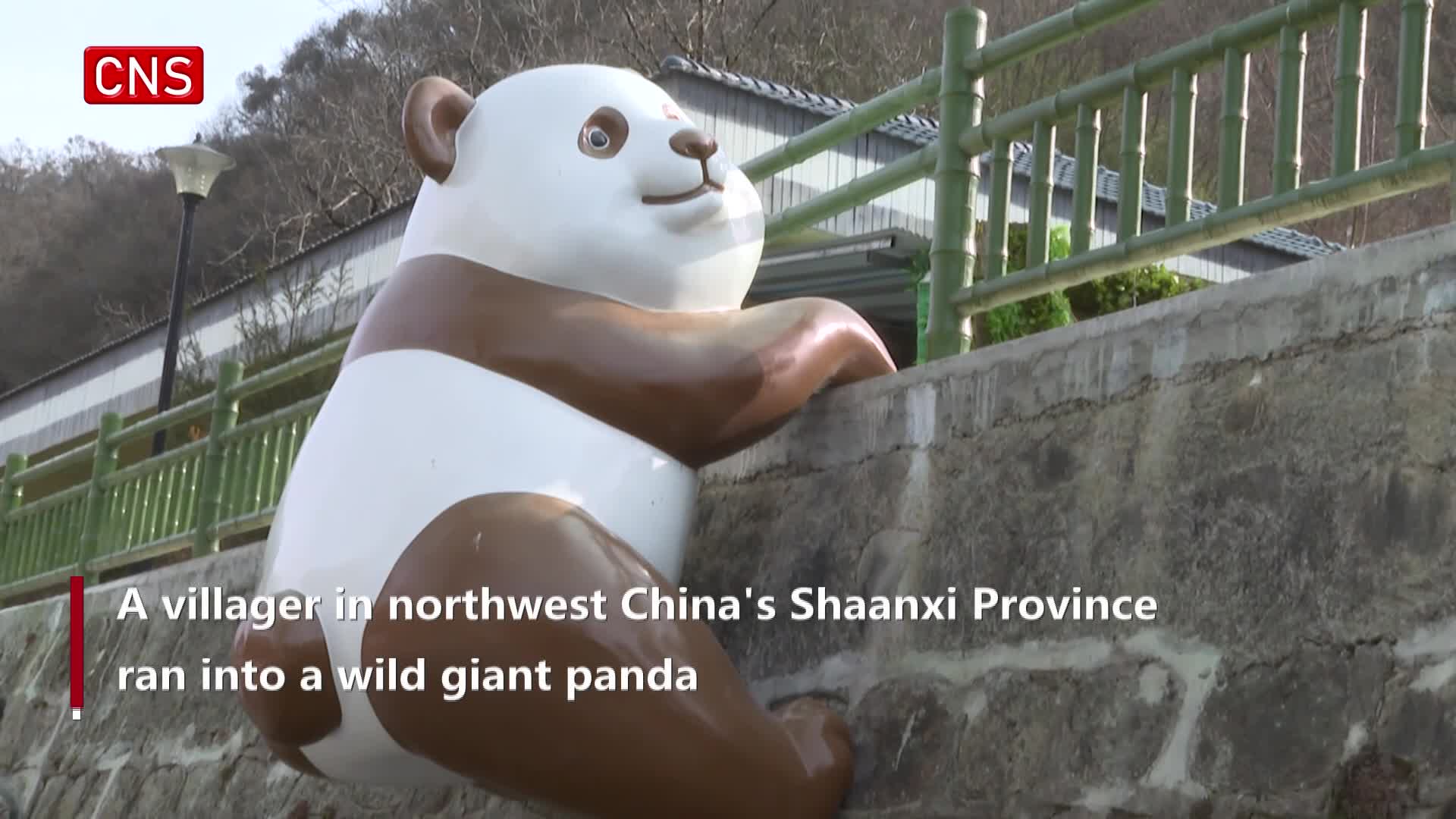 Villager runs into giant panda at 'panda village' in China's Shaanxi