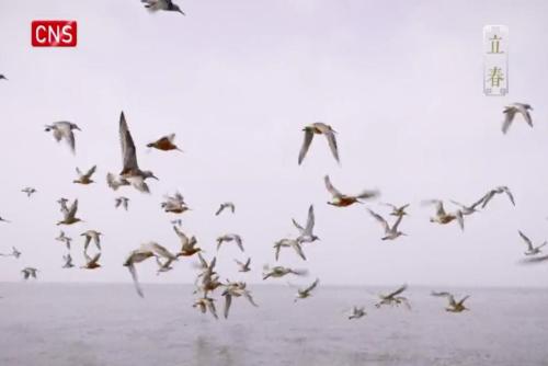 Seasons Through Birds' Eyes | The Beginning of Spring