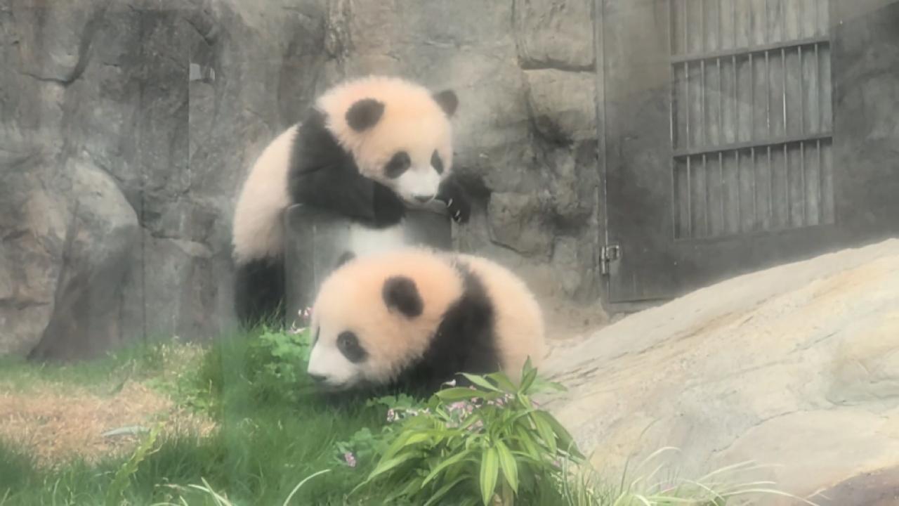 Hong Kong panda twins healthy and growing, ready for public debut