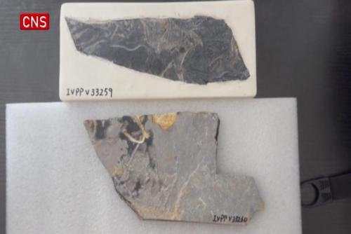 Jurassic fossil discovery in China sheds new light on origin of birds