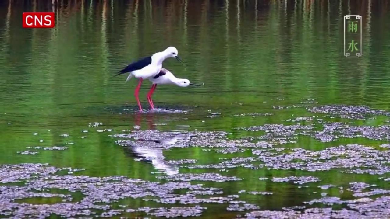 Seasons Through Birds' Eyes | Rain Water