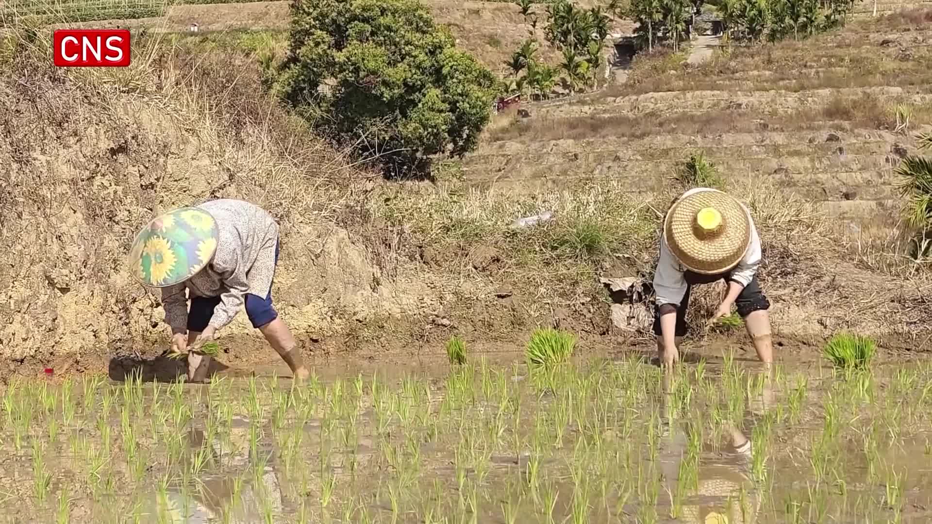 Farming activities in full swing across China in early spring