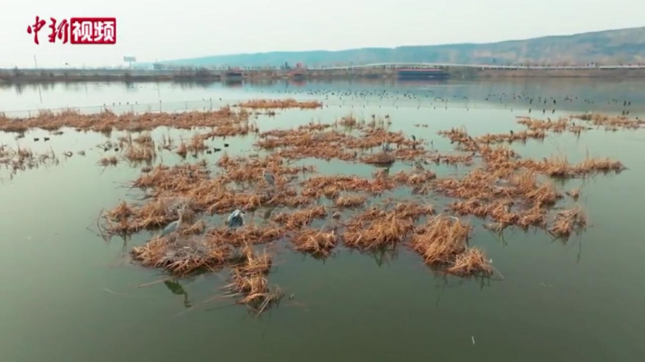 春回大地 陕西黄河湿地候鸟翩跹