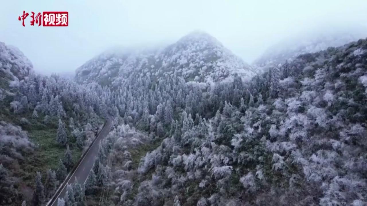 重慶武隆仙女山國(guó)家森林公園現(xiàn)春日霧凇美景