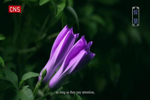 Seasons Through Birds' Eyes | Insects Awaken