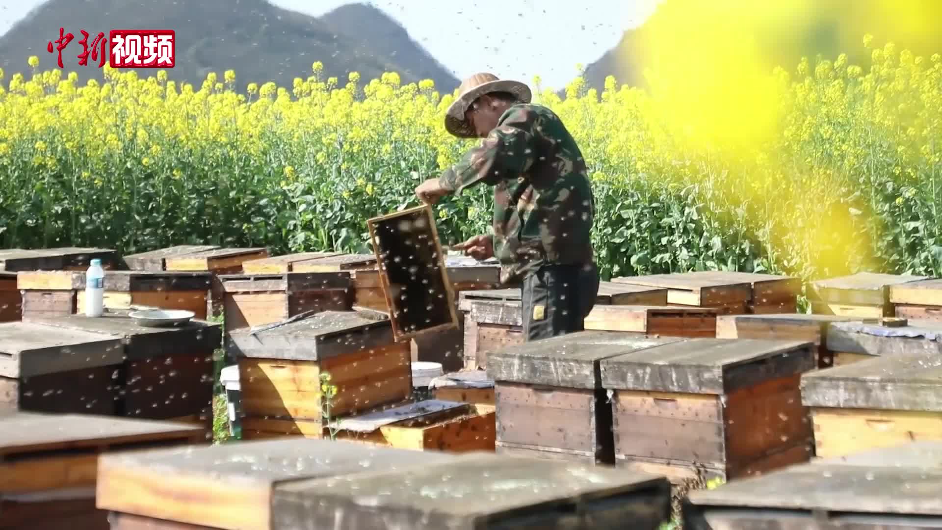 油菜花開引游人 金色花海鋪就致富路