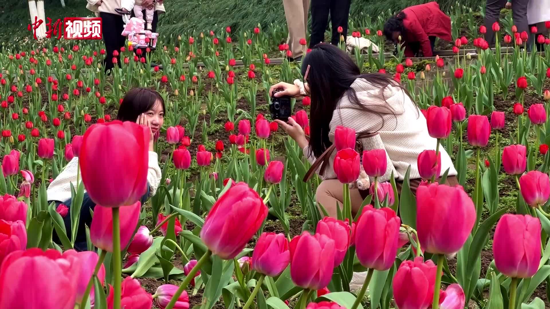 春花浪漫 重慶園博園百花爭艷游人如織