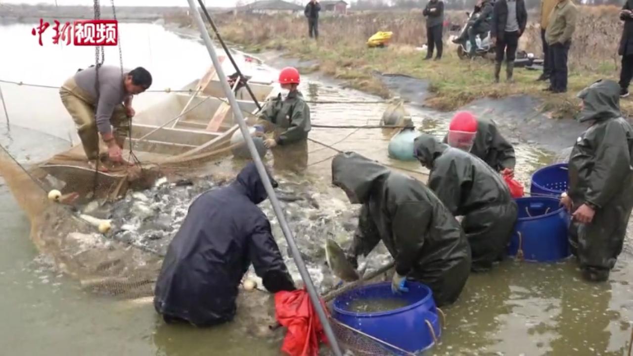 魚躍迎豐收 直擊江西豐城春捕現(xiàn)場