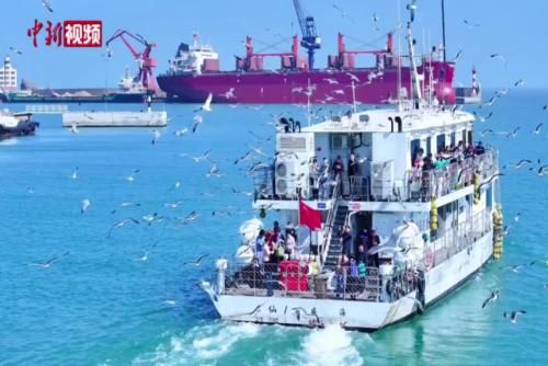 春日海驢島：黑尾鷗隨游船翩翩起舞