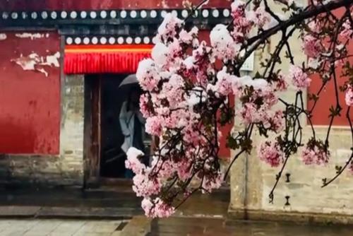 高原青海局部再迎春雪 塔爾寺內(nèi)“花開佛前”