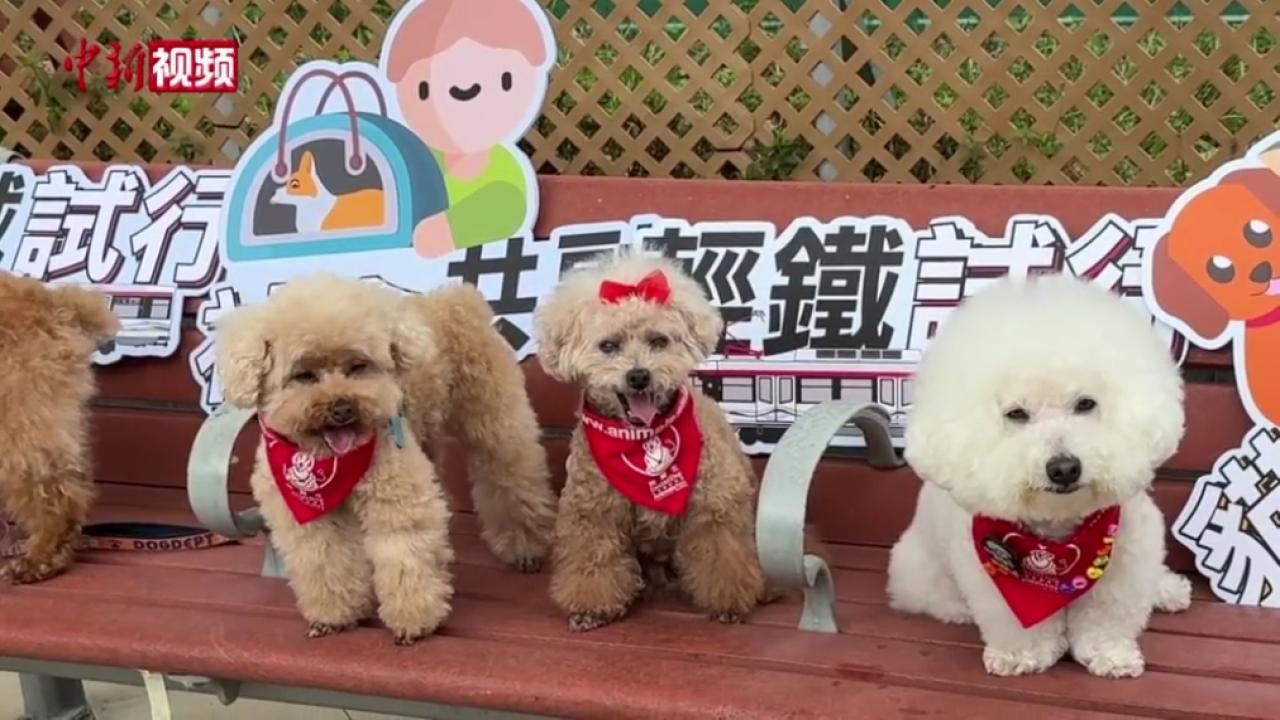香港轻铁试行“猫狗同行” 乘客可携宠物搭车