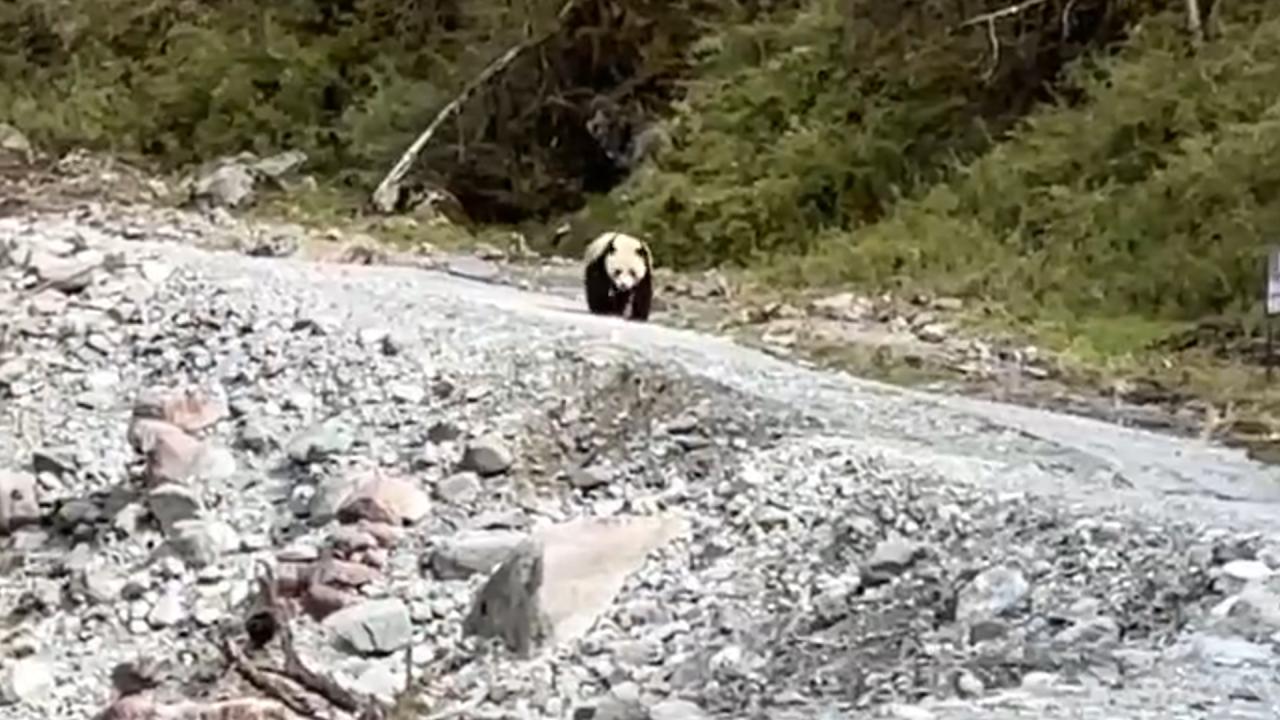 “五一”假期 游客偶遇“巡山”野生大熊猫