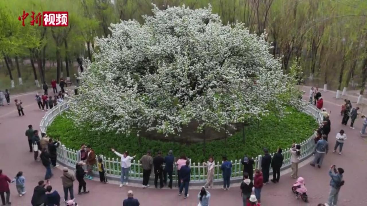 黑龙江哈尔滨：139岁古梨树花开引客来