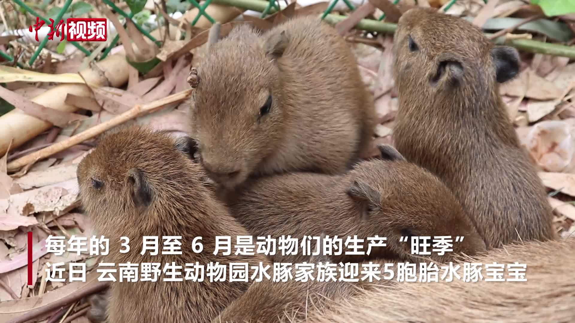 云南野生动物园5胞胎水豚宝宝亮相