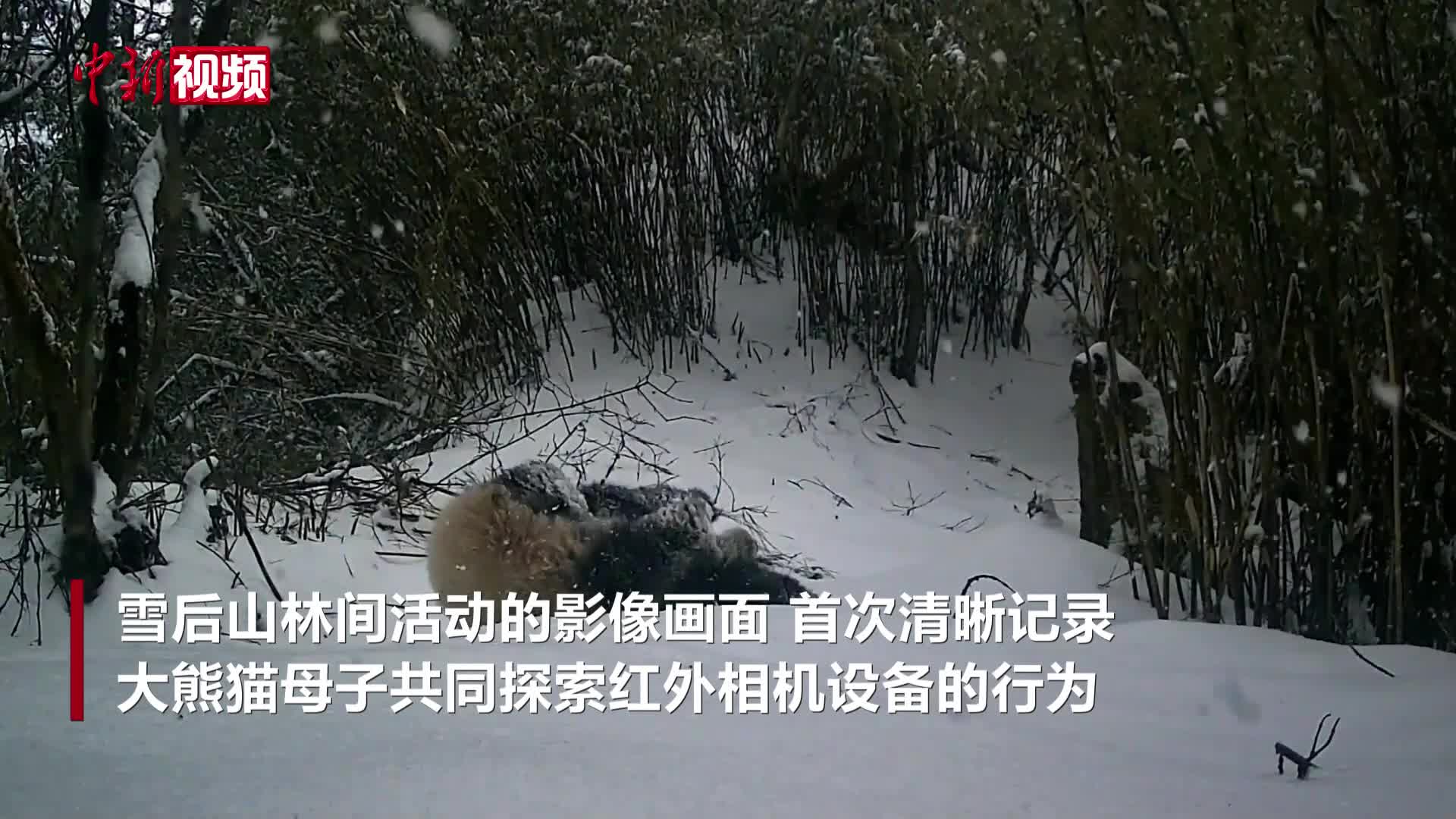 四川松潘自然保护区再现野生大熊猫活动影像