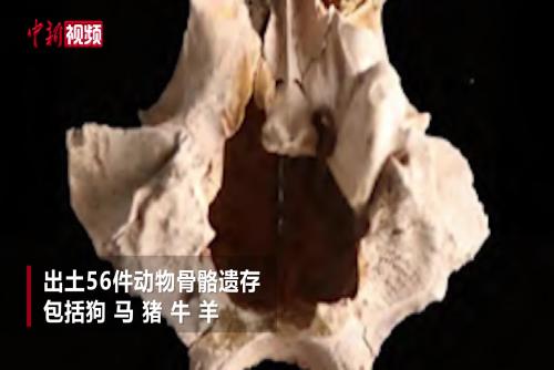 云岡石窟最大洞窟出土動物遺存