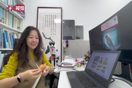 中澳團隊發(fā)現(xiàn)4億年前南方古椎魚化石