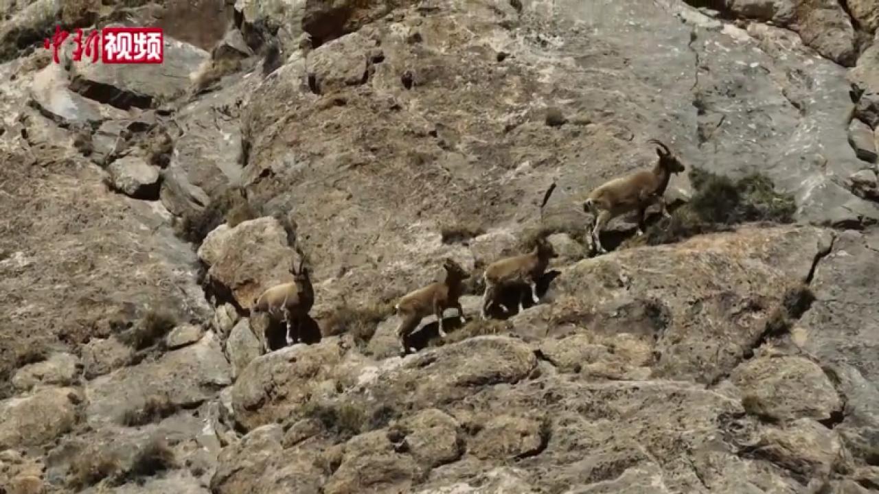 新疆拜城：22只北山羊“同框聚会”