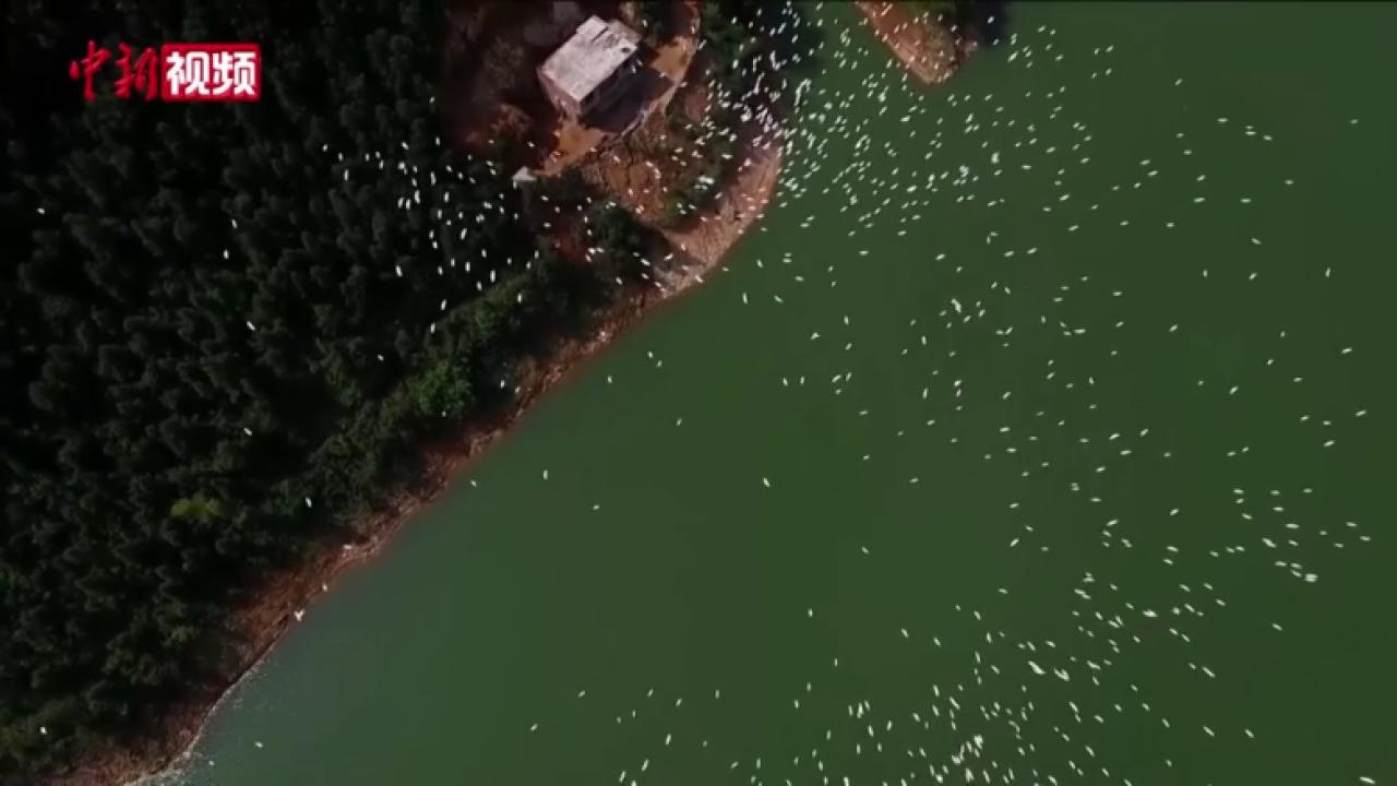 江西遂川“千年鳥道”迎來首批回遷夏候鳥