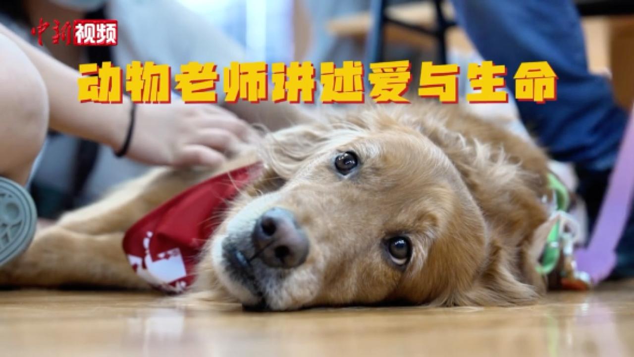 【香港故事】萌宠进校园 聆听“动物老师”的温暖课堂
