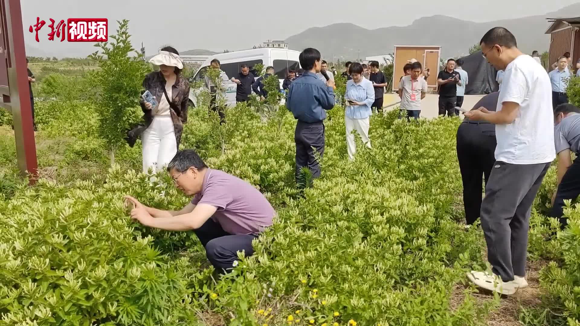 60余万亩金银花进入集中采摘期