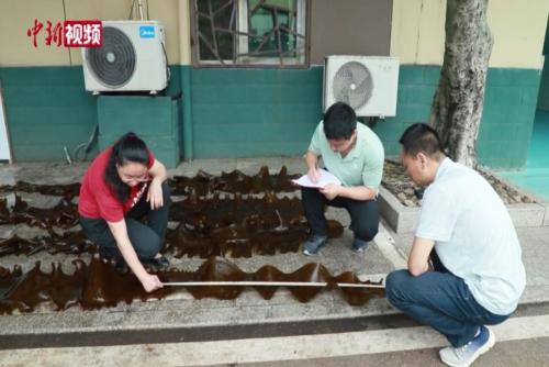 全国首次！福建连江“无边海带”试养成功